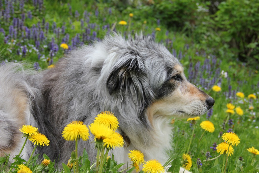 Australian Shepherd "Sally"